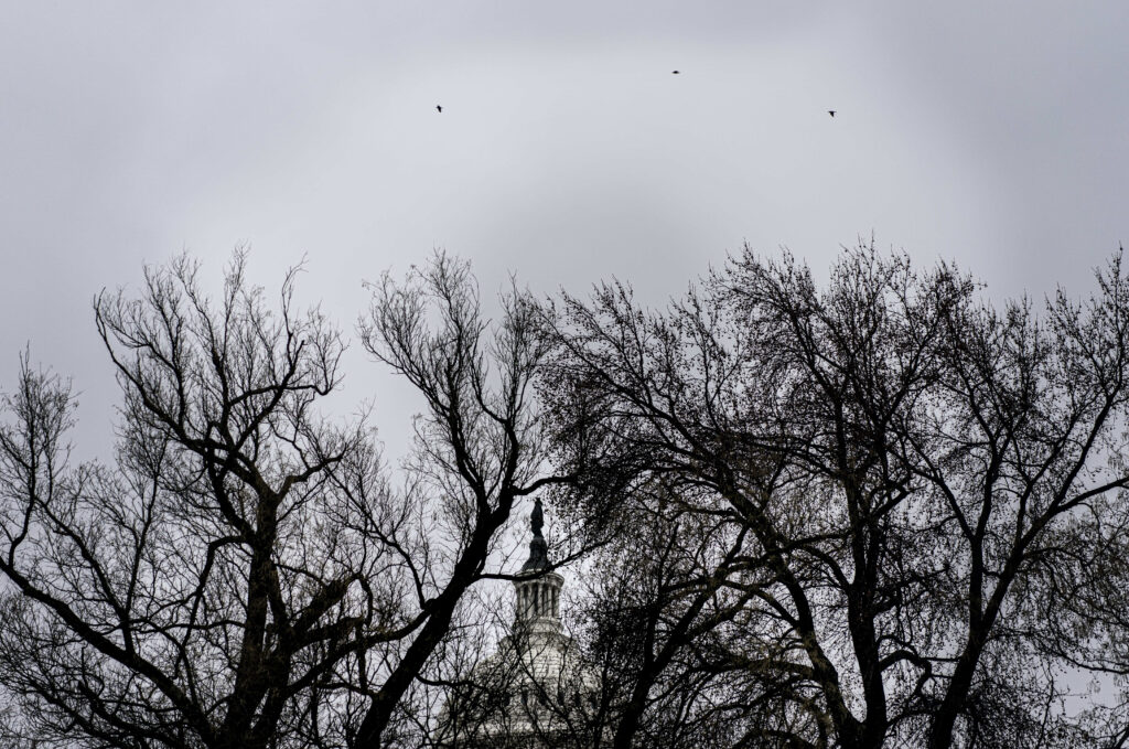 A day after Christmas, five after solstice, all seemed gray