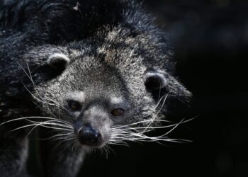 Two National Zoo staff members bitten by bearcat