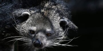 Two National Zoo staff members bitten by bearcat