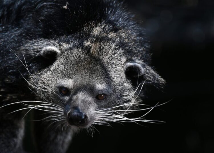 Two National Zoo staff members bitten by bearcat
