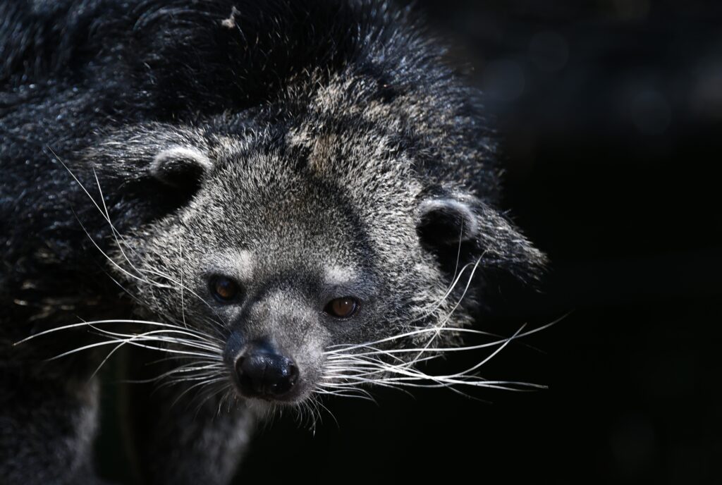 Two National Zoo staff members bitten by bearcat
