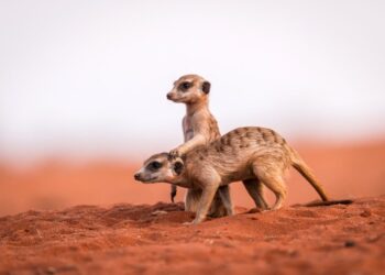 How monogamous are humans? A study ranks us between meerkats and beavers.