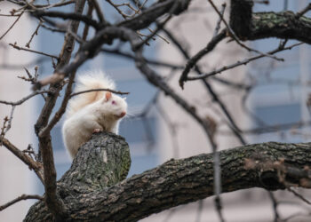 Amid gray chill, long annual journey around sun nears end