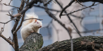 Amid gray chill, long annual journey around sun nears end