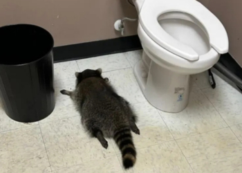 Raccoon Found Passed Out in Liquor Store Bathroom After Chugging Scotch