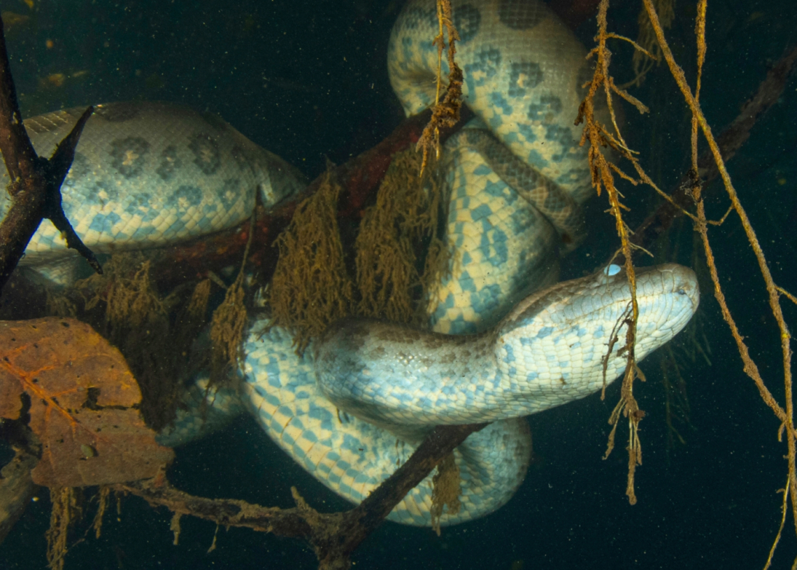 Rare Anaconda Fossils Reveal What the Giant Snakes Looked Like 12 Million Years Ago