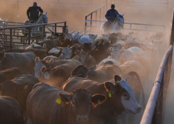 Flesh-eating worm in Mexico is squeezing U.S. beef supply