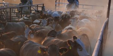 Flesh-eating worm in Mexico is squeezing U.S. beef supply