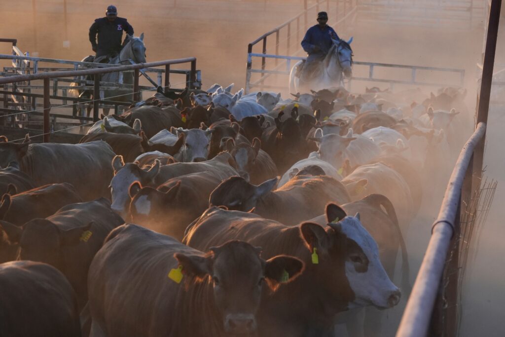 Flesh-eating worm in Mexico is squeezing U.S. beef supply