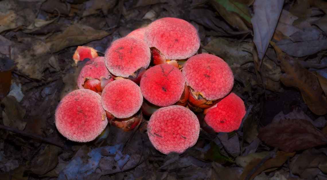 Scientists Found a Plant That Gave Up on Photosynthesis Entirely