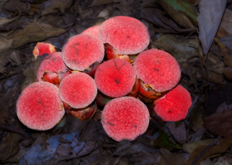 Scientists Found a Plant That Gave Up on Photosynthesis Entirely