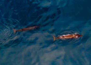 Scientists Just Found a Dangerous Virus in Arctic Whales Using Drones