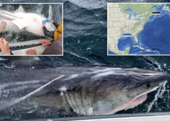 Trailblazing great white shark named ‘Ripple’ ventures deep into new area — surprising experts