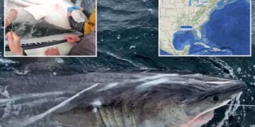 Trailblazing great white shark named ‘Ripple’ ventures deep into new area — surprising experts