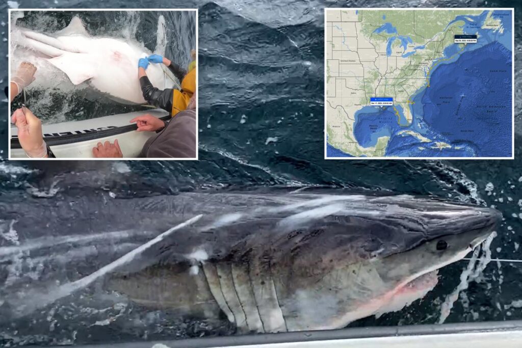Trailblazing great white shark named ‘Ripple’ ventures deep into new area — surprising experts