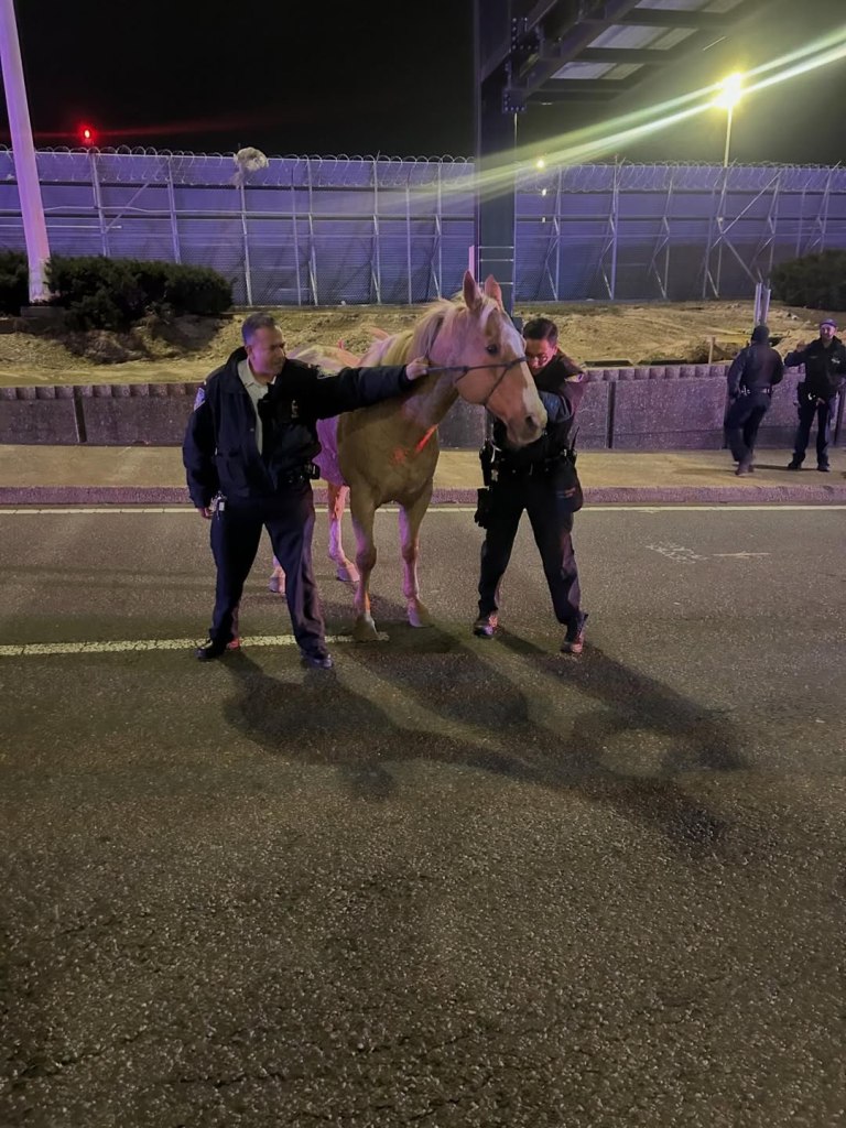 Police officers assisting a horse at night on a paved road.