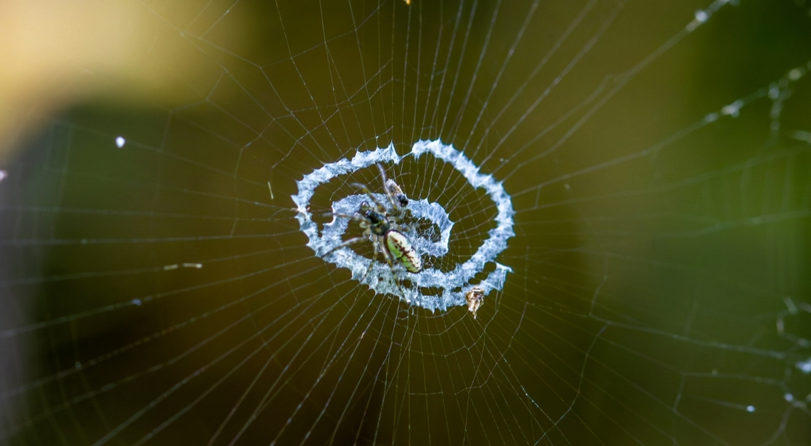 Some Spiders Build Fake Versions of Themselves to Trick Predators