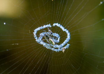 Some Spiders Build Fake Versions of Themselves to Trick Predators