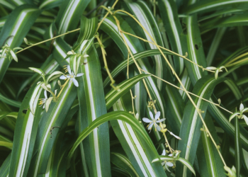 Spider Plants Might Have Their Own Version of a Placenta and Umbilical Cord, Study Finds