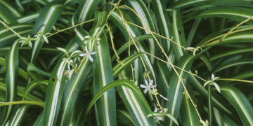 Spider Plants Might Have Their Own Version of a Placenta and Umbilical Cord, Study Finds