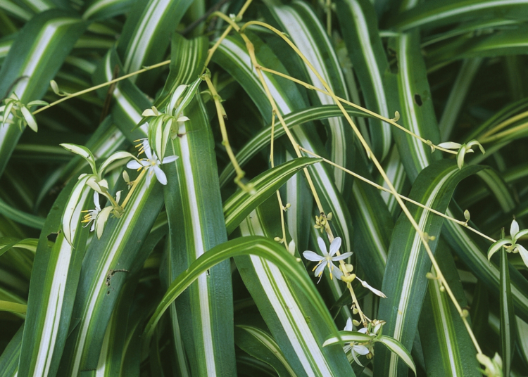 Spider Plants Might Have Their Own Version of a Placenta and Umbilical Cord, Study Finds