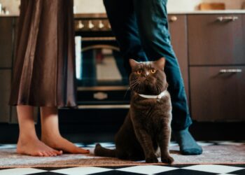 Why Your Cat Meows More at Men Than Women