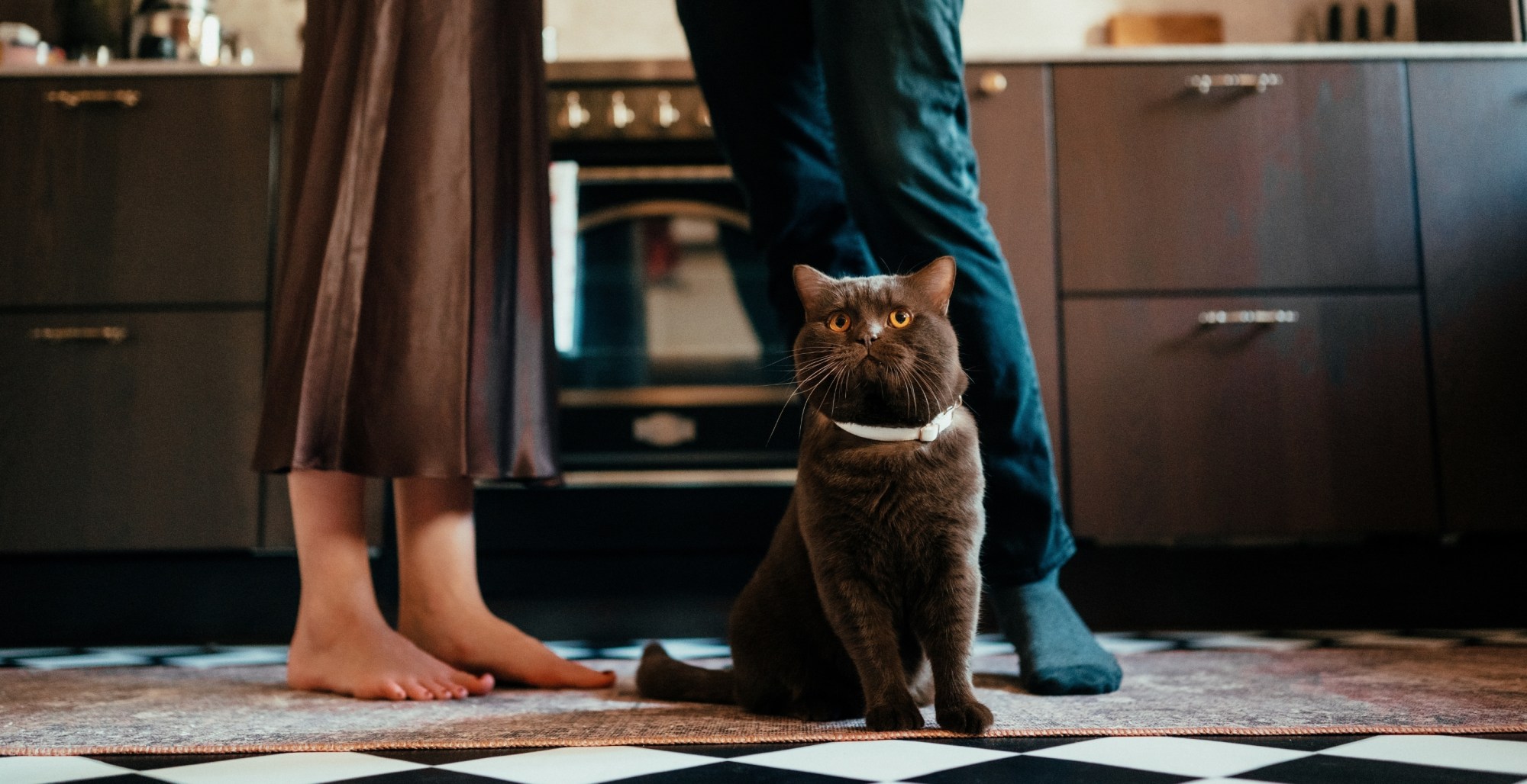 Why Your Cat Meows More at Men Than Women