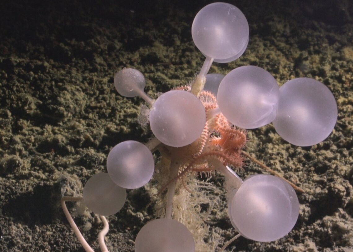 The Meat-Eating ‘Death-Ball’ Sponge Is the Deep-Sea’s Creepiest New Creature