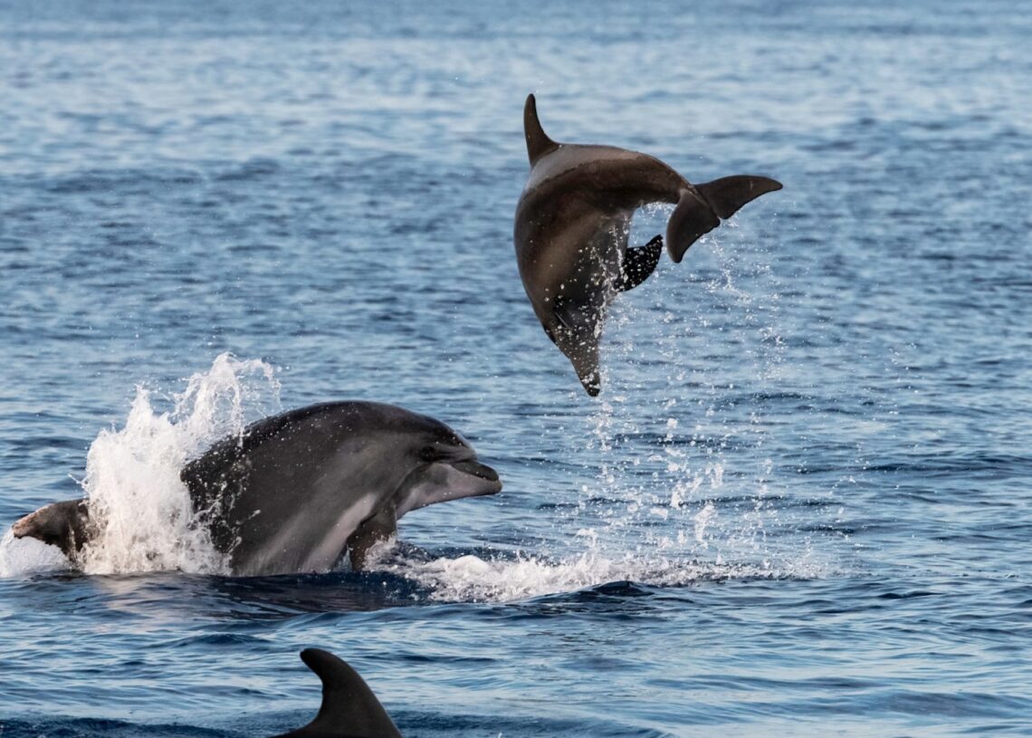 This Is How Dolphins Slow the Aging Process. Could It Work for Humans?