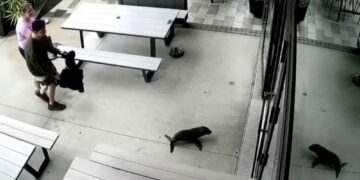 This Seal Wandered Into a New Zealand Bar and Flat-Out Refused to Leave