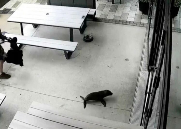 This Seal Wandered Into a New Zealand Bar and Flat-Out Refused to Leave
