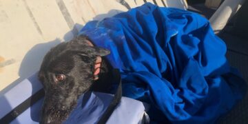 Lifeguards save dog swept nearly a mile out to sea by rip current