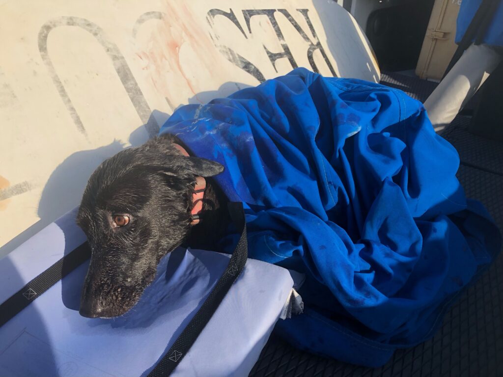 Lifeguards save dog swept nearly a mile out to sea by rip current