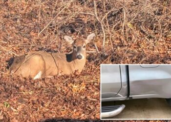 Demon deer rampages through Long Island neighborhood, ramming cars and ‘knocking’ on front door