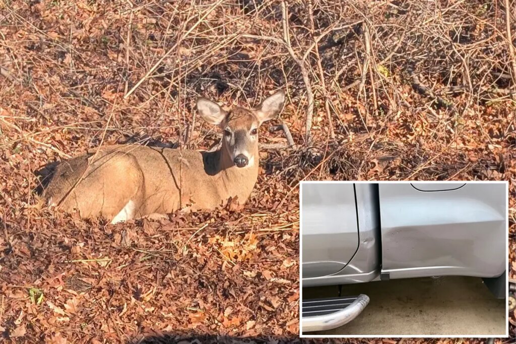 Demon deer rampages through Long Island neighborhood, ramming cars and ‘knocking’ on front door