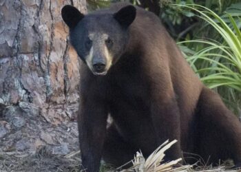Controversial Florida bear hunt is taking place mostly out of sight