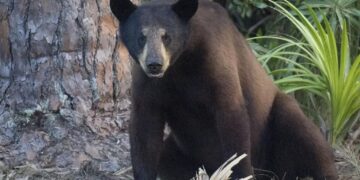 Controversial Florida bear hunt is taking place mostly out of sight