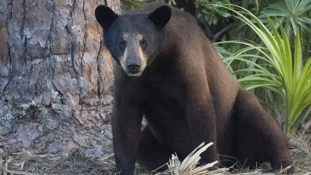 Controversial Florida bear hunt is taking place mostly out of sight