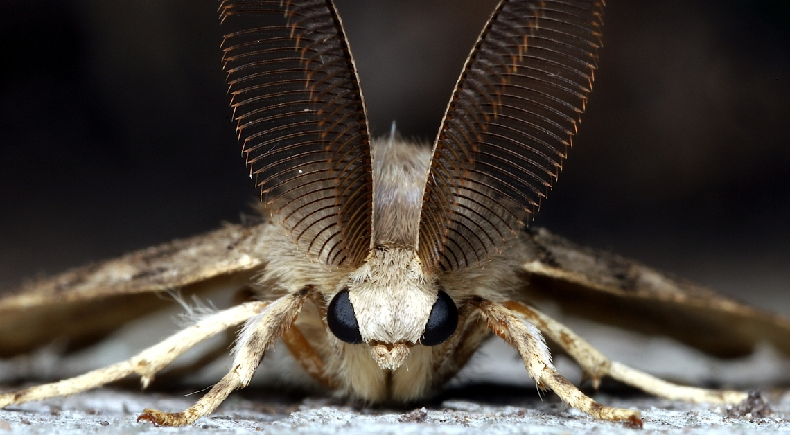 Vermont Moths Were Caught on Camera Drinking Moose Tears