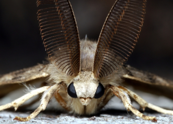 Vermont Moths Were Caught on Camera Drinking Moose Tears
