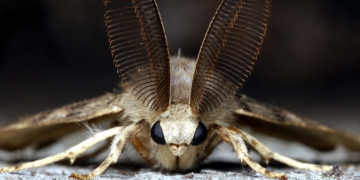 Vermont Moths Were Caught on Camera Drinking Moose Tears