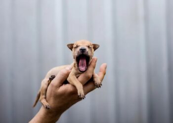 9 actually good things that happened to animals this year