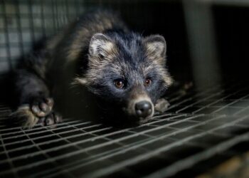 Why one of the world’s top fur producers just banned fur farms