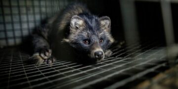Why one of the world’s top fur producers just banned fur farms