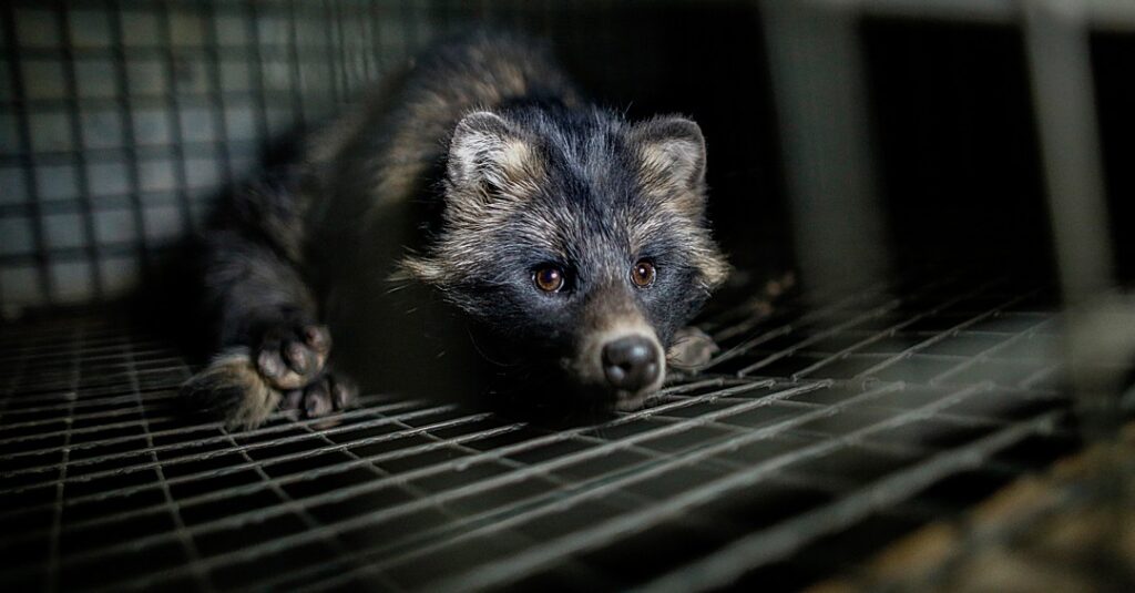 Why one of the world’s top fur producers just banned fur farms