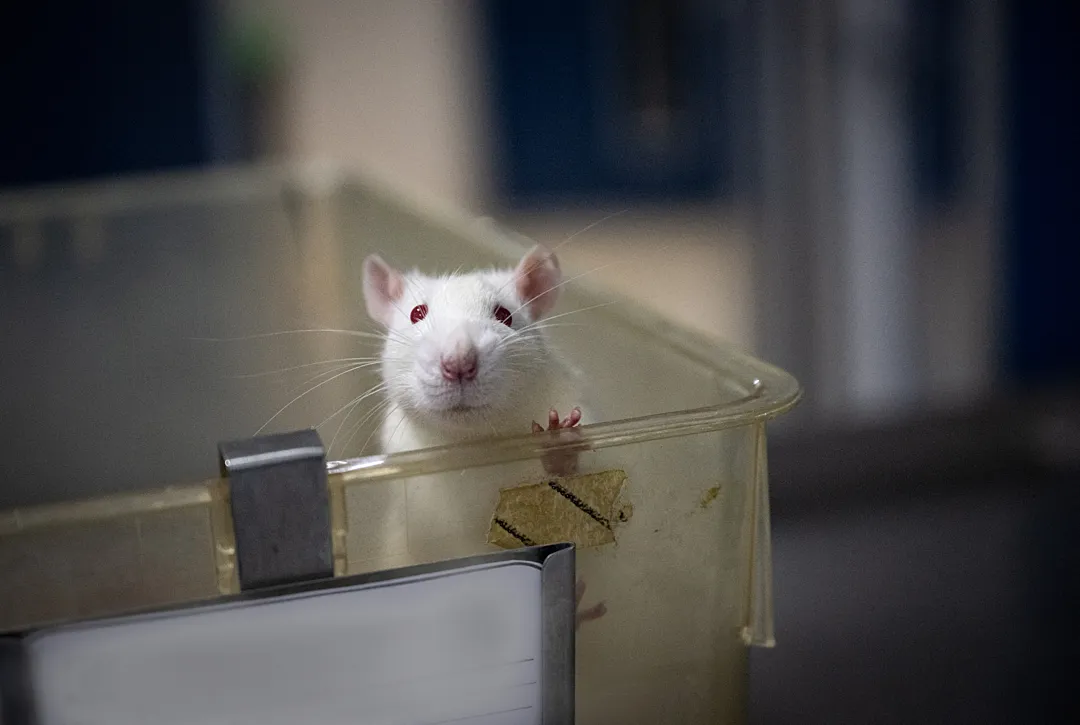A small white rat in a small container is peering over the edge of the container.