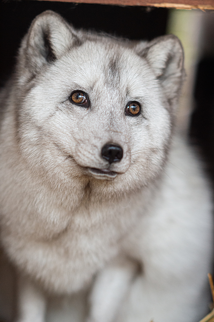 A white fox