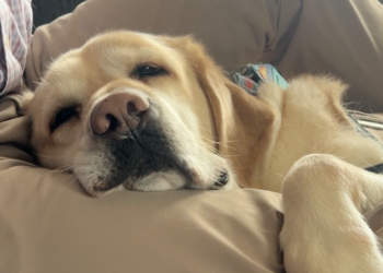 The Service Dogs Helping Veterans With PTSD