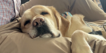 The Service Dogs Helping Veterans With PTSD