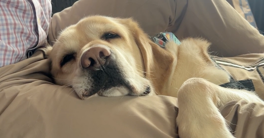 The Service Dogs Helping Veterans With PTSD